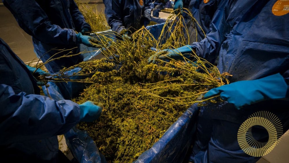 Dried medical cannabis at the Puro facility